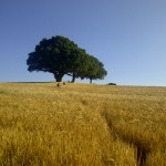 among the fields of barley