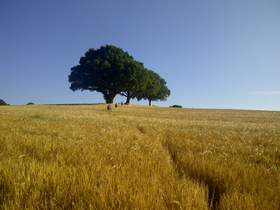 among the fields of barley