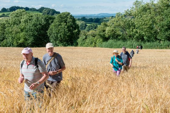 Walking in fields of gold