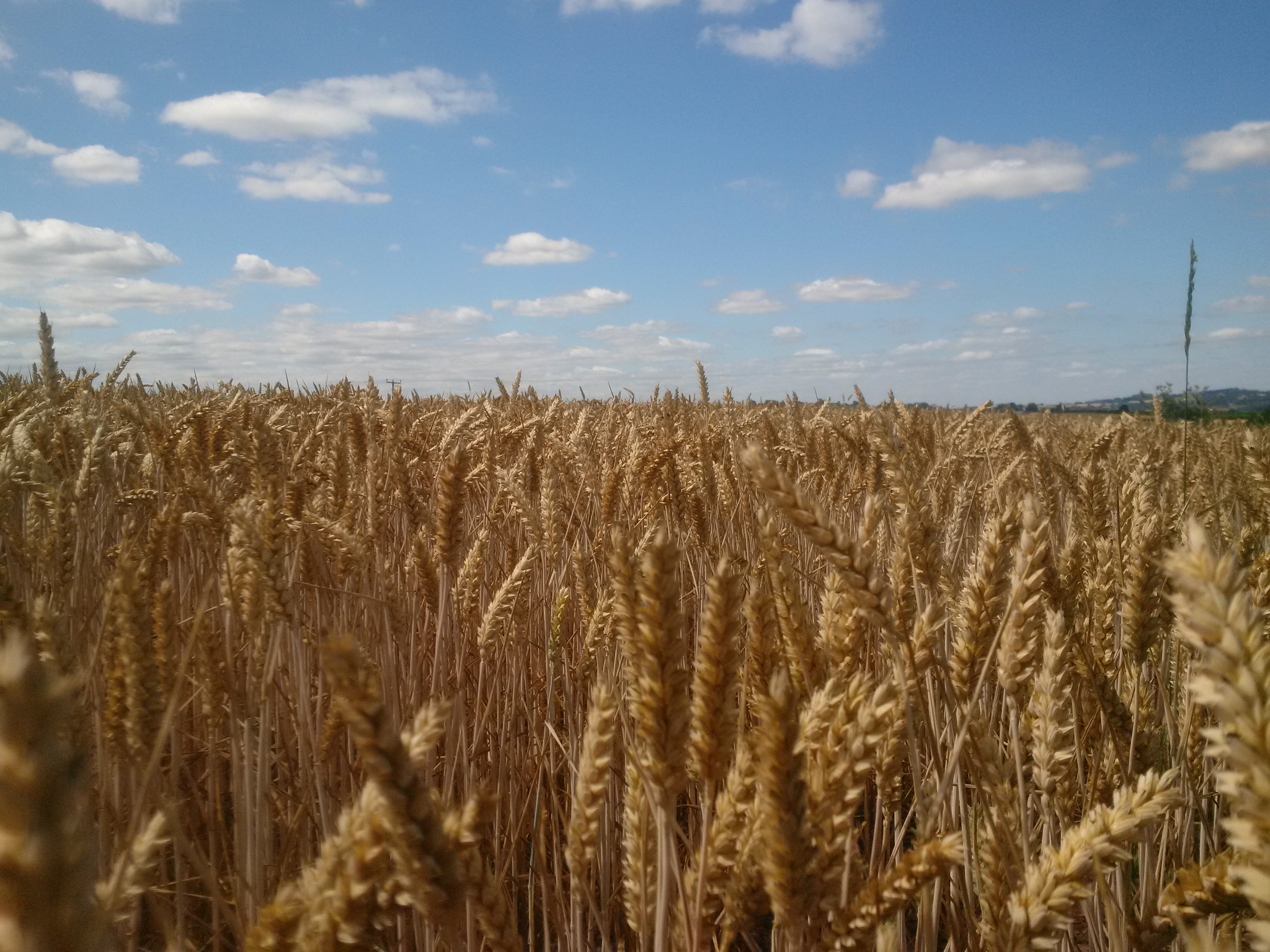 Wheat field for header